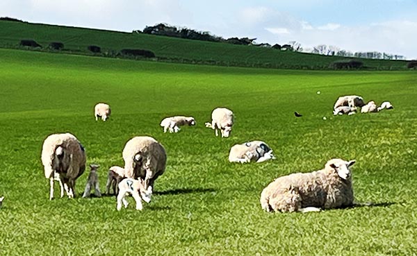 Lambs and sheep in a field. #OpRecall 2024