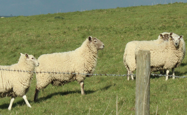 Livestock worrying is a crime that is increasing