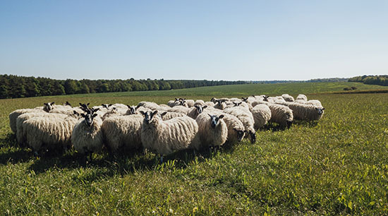 Livestock worrying is illegal