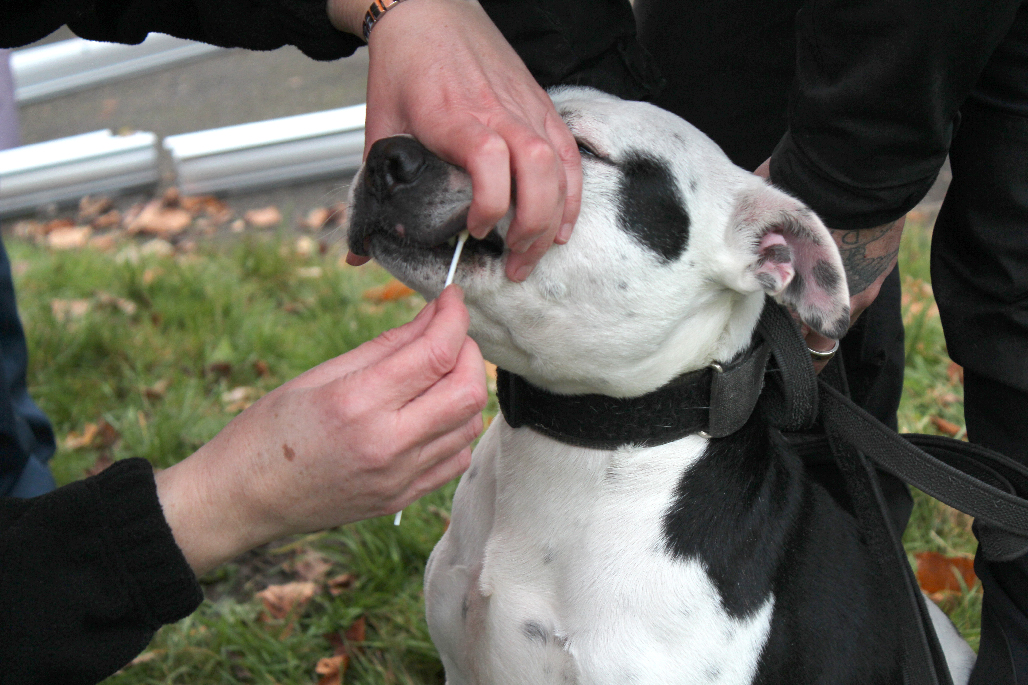 Police Dog Boris has his DNA sample taken for the national register