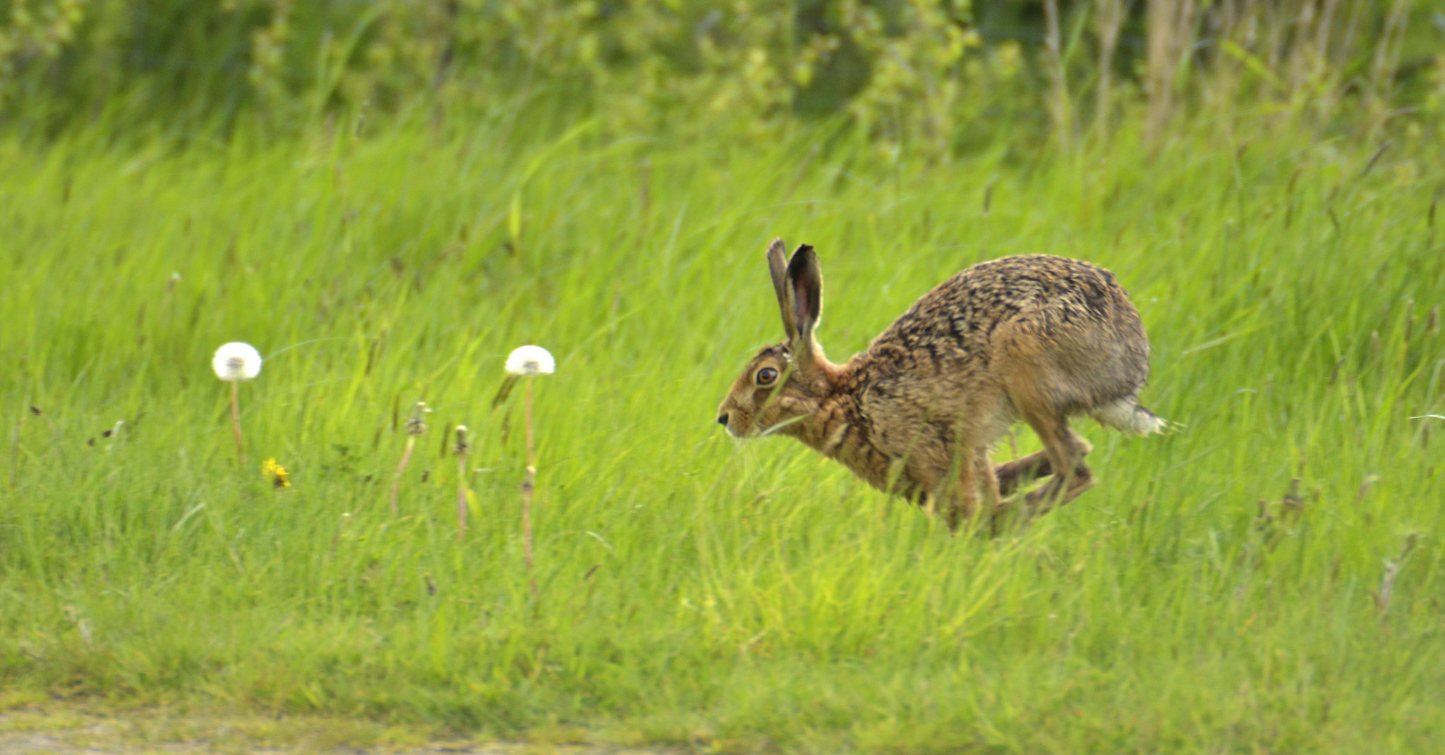 Op Galileo is a national initiative to tackle hare coursing 