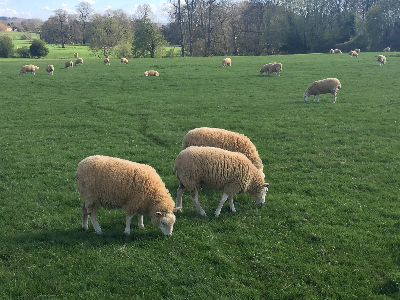 Witness appeal as 2 sheep have been attacked in the Chippenham area during June.