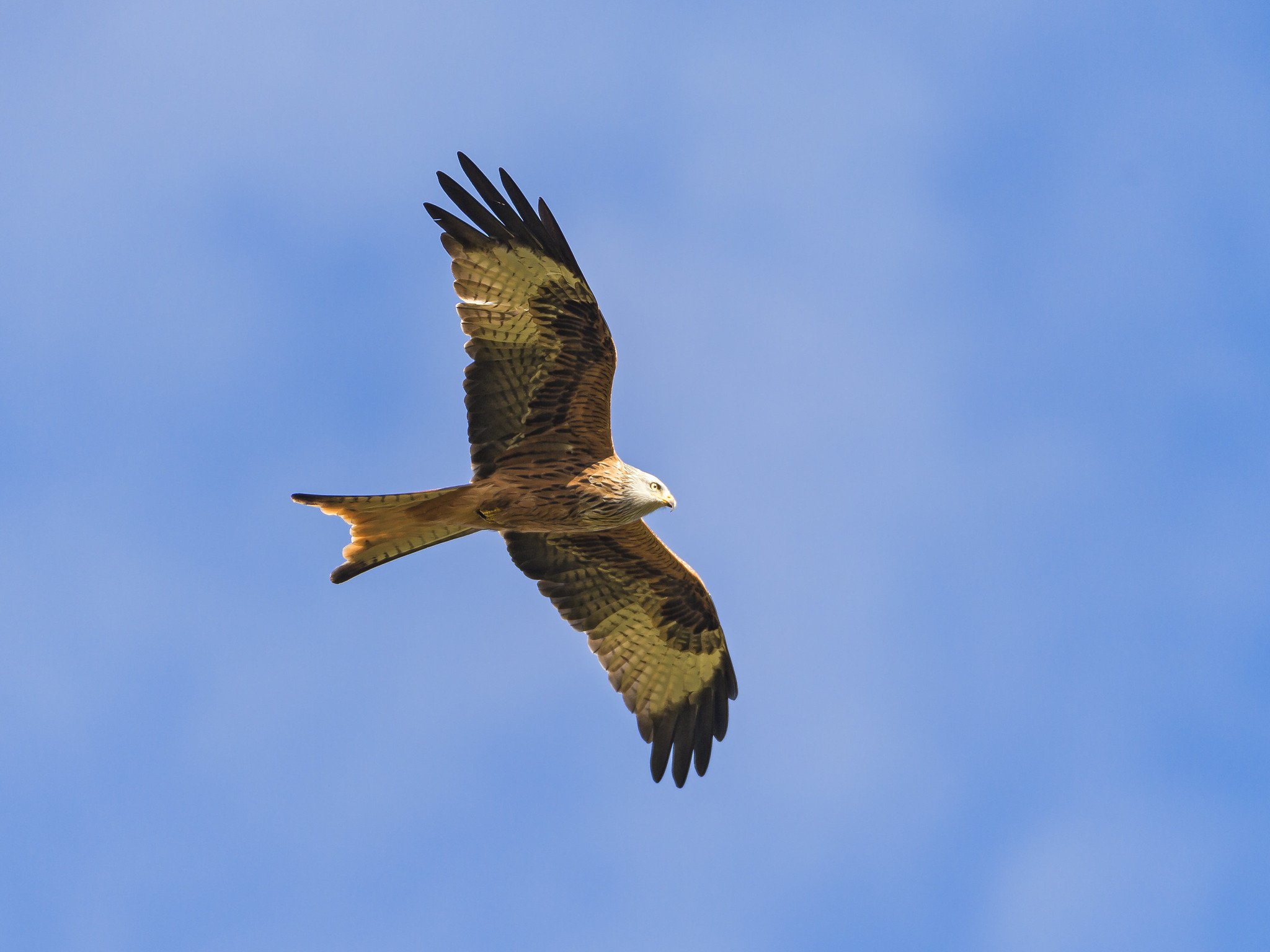 Red Kite 