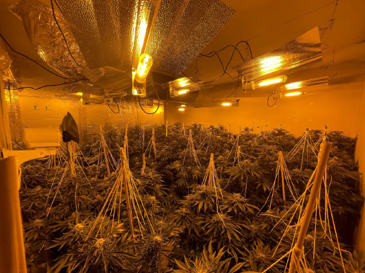 image of cannabis plants growing at Swindon address