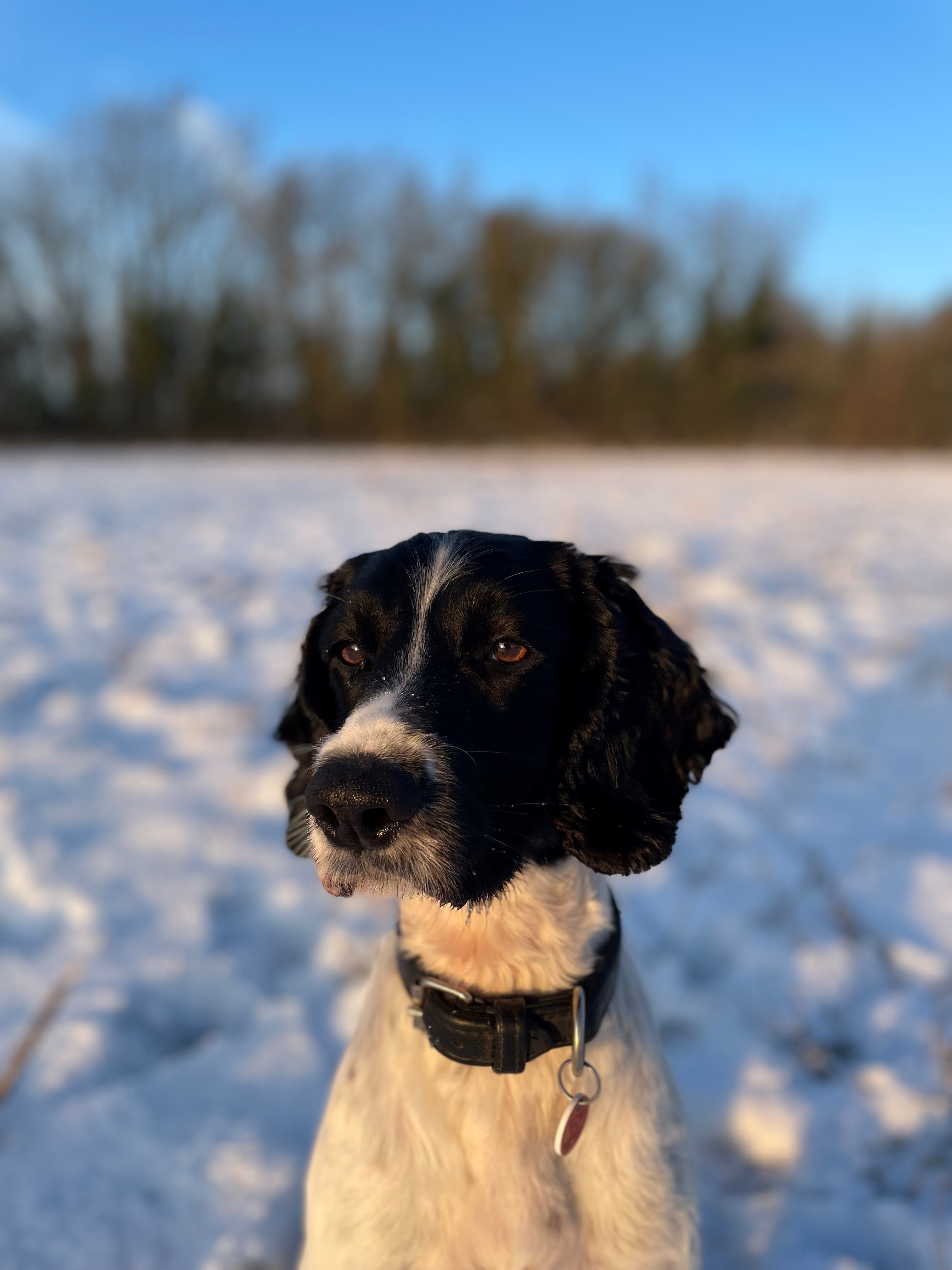 Police Dog Bracken pictured helped find drugs at an address in Melksham