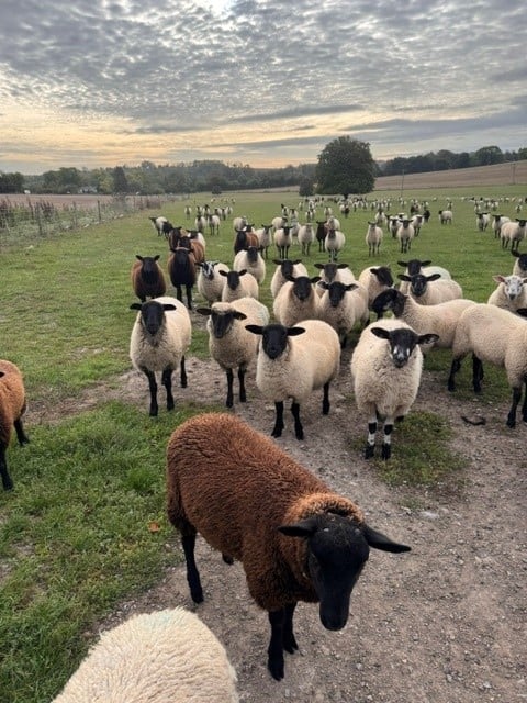 stolen lambs